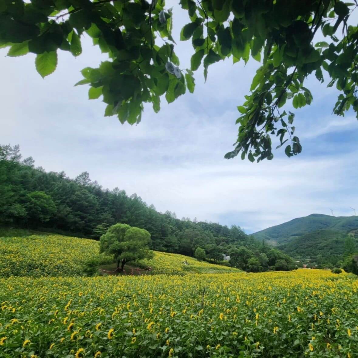 태백 해바라기축제