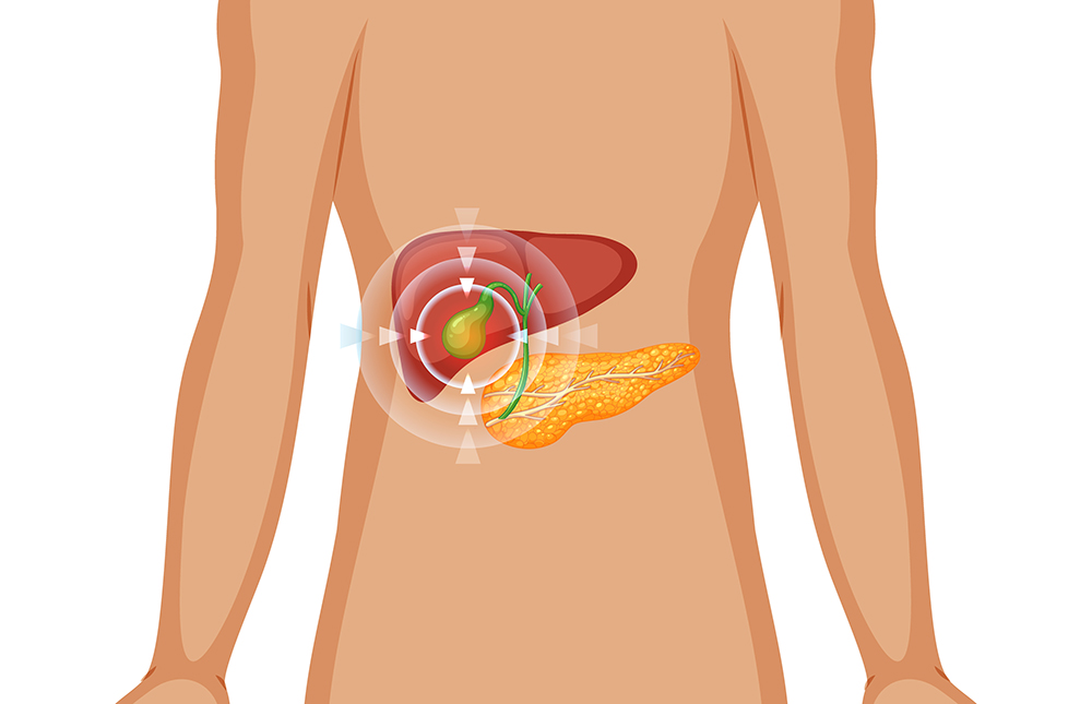 담낭을 그려놓은 인체 내부도 일러스트