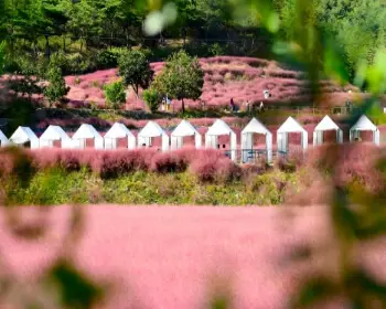 고창 핑크뮬리 축제 꽃객 프로젝트_4