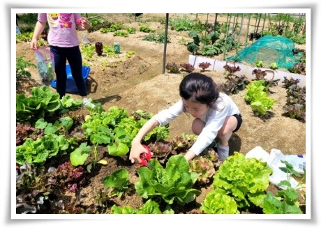 텃밭 "5월에 심기 좋은 작물" 초보도 척척, 실패 없이 풍성하게 수확하는 법!