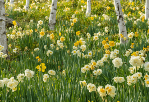 화담숲 예약 방법, 모노레일 시간