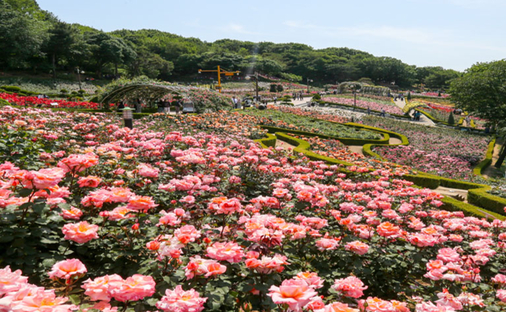 부천 백만송이장미축제