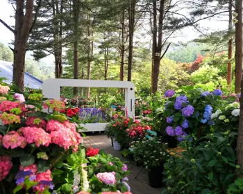 아침고요수목원 수국축제_2