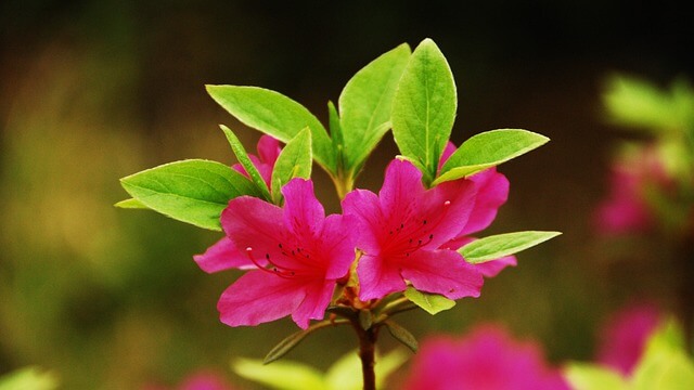 연산홍 묘목 가지치기 키우는 방법 과 철죽(철쭉) 구별법 알아보기