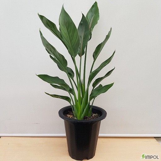 개업 축하 문구