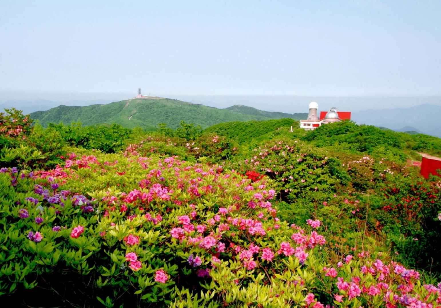 단양 소백산철쭉제