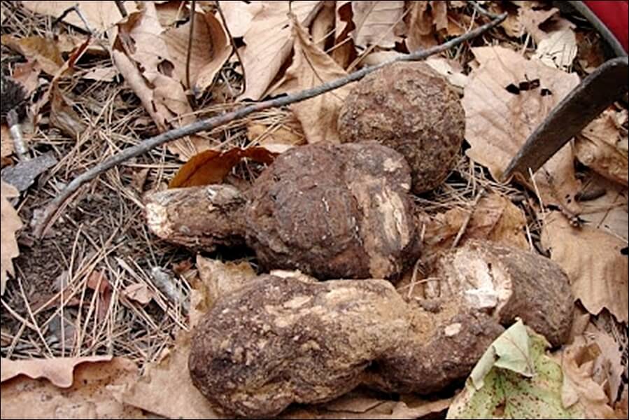 광동 경옥고 가격 및 실제후기