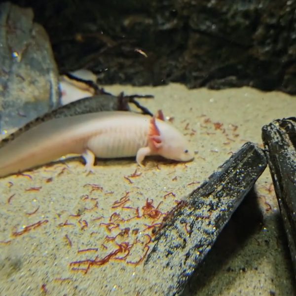 경포아쿠아리움