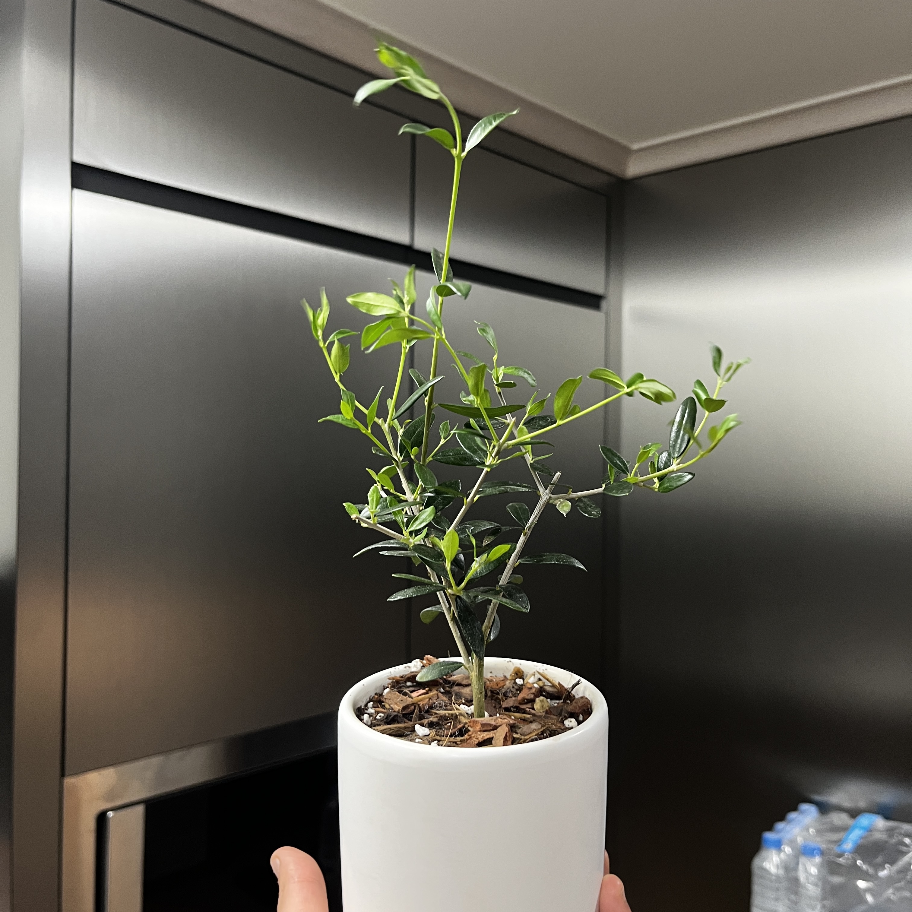 올리브 나무 사진