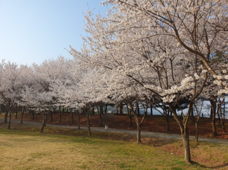 벚꽃 명소 추천