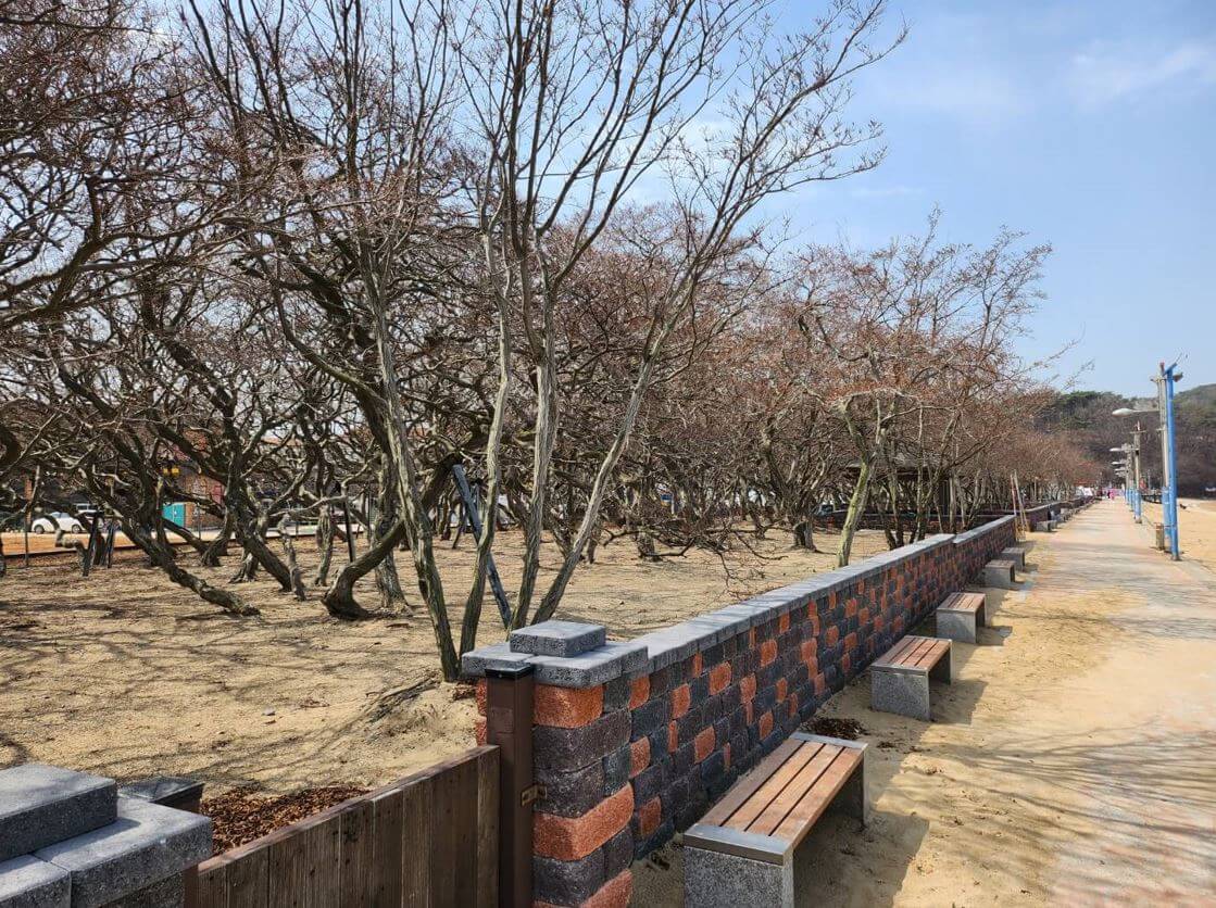 십리포해수욕장 소사나무 군락