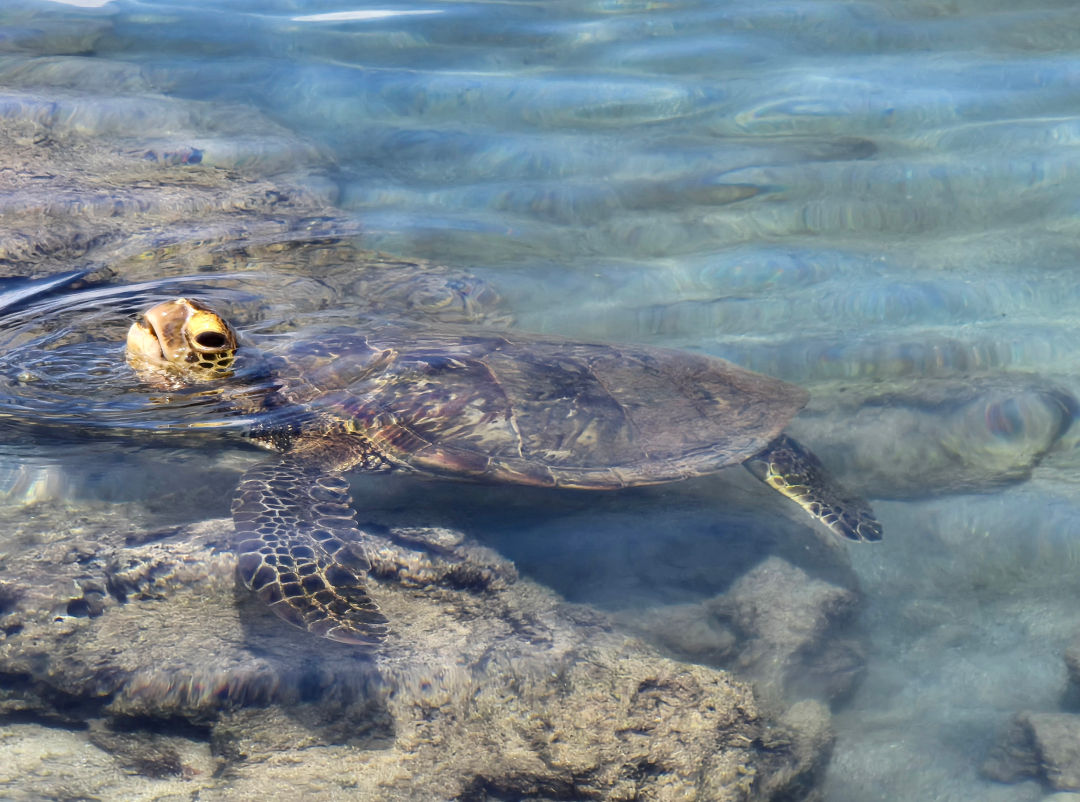 샥스코브 거북이