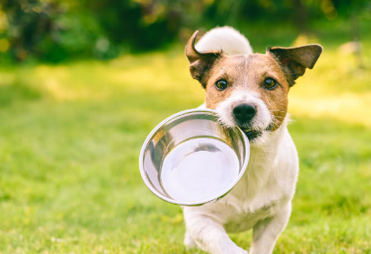 개가 혈변을 보일 경우의 식사 대응.