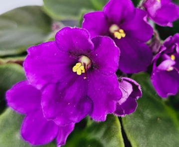 겨울 꽃 세인트폴리아