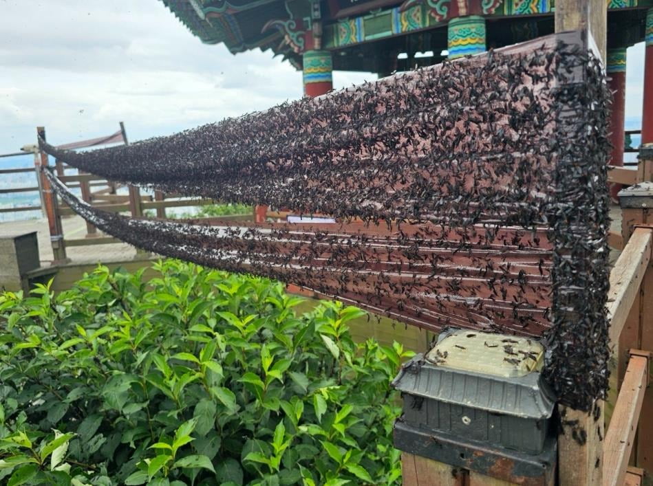 러브버그 수명,원산지,출몰시기,퇴치방법 및 예방방법