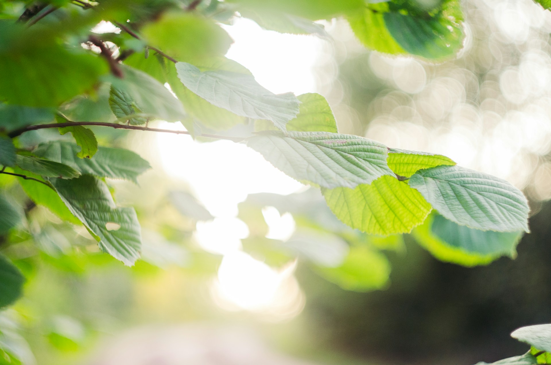 나뭇잎 사이로 비치는 햇빛