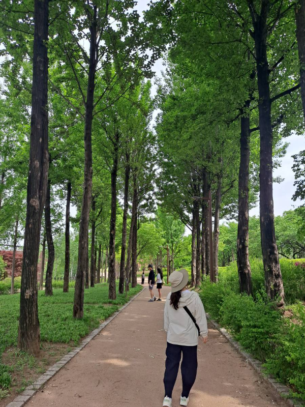 선유도공원 자작나무 길