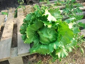 양상추 재배 결구 키우기 파종 시기 물주기 요령_12