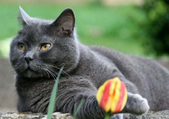 Chartreux