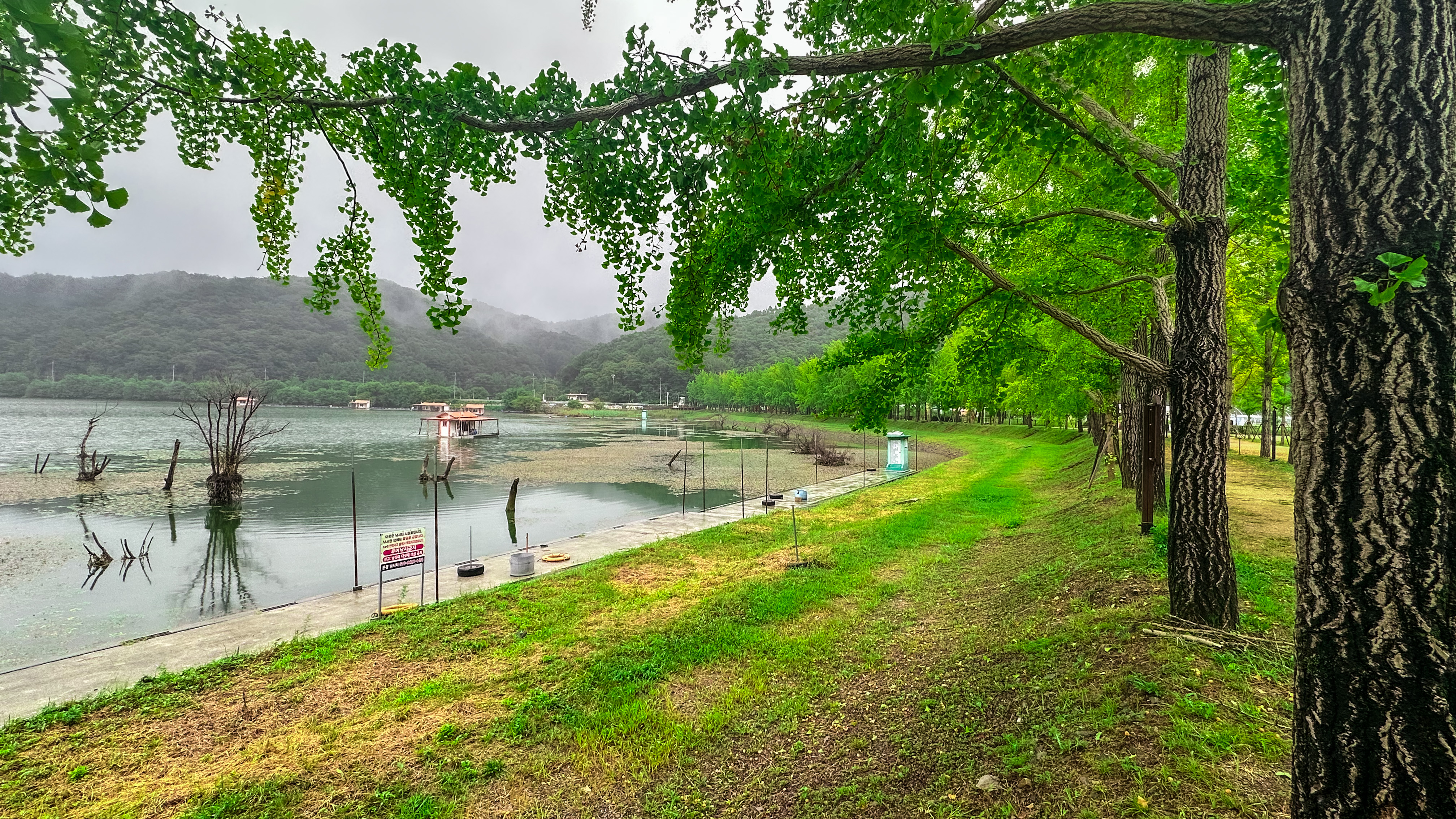 문광저수지 은행 나무길