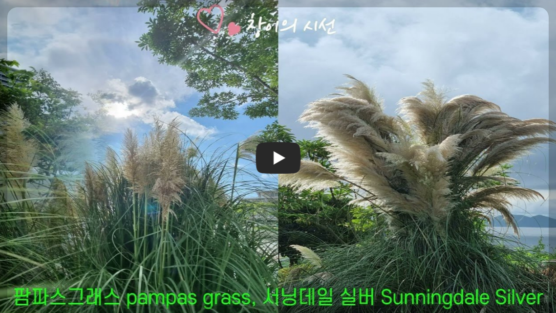 팜파스그래스 꽃말 팜파스그라스 서닝데일실버 팜파스