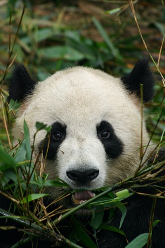 푸바오 반환 시기 이유, CITES 사이테스