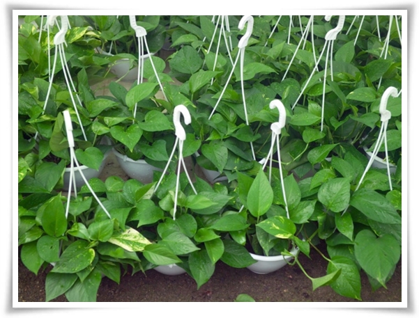 누구나 기르기 쉬운 공기정화 식물 &quot;스킨답서스 키우기&quot;