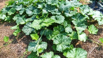 호박재배-덩굴-순지르기-적심