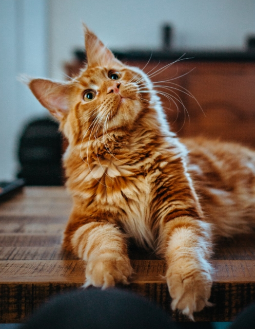 고양이 화장실 교육, 실패 없는 훈련법 가이드