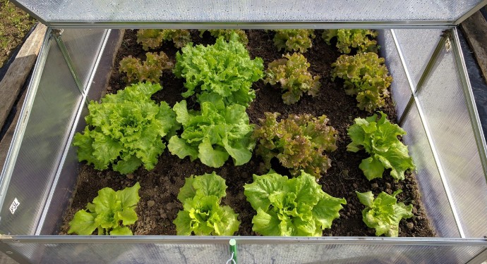 상추키우기(여름, 겨울) - 파종시기, 모종심는시기, 적정온도