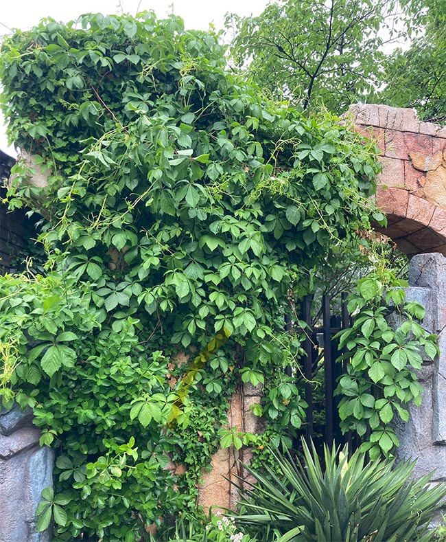 미국담쟁이덩굴