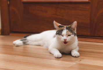 입을 벌리는 고양이.