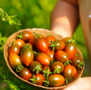 채고농장 흑방울토마토