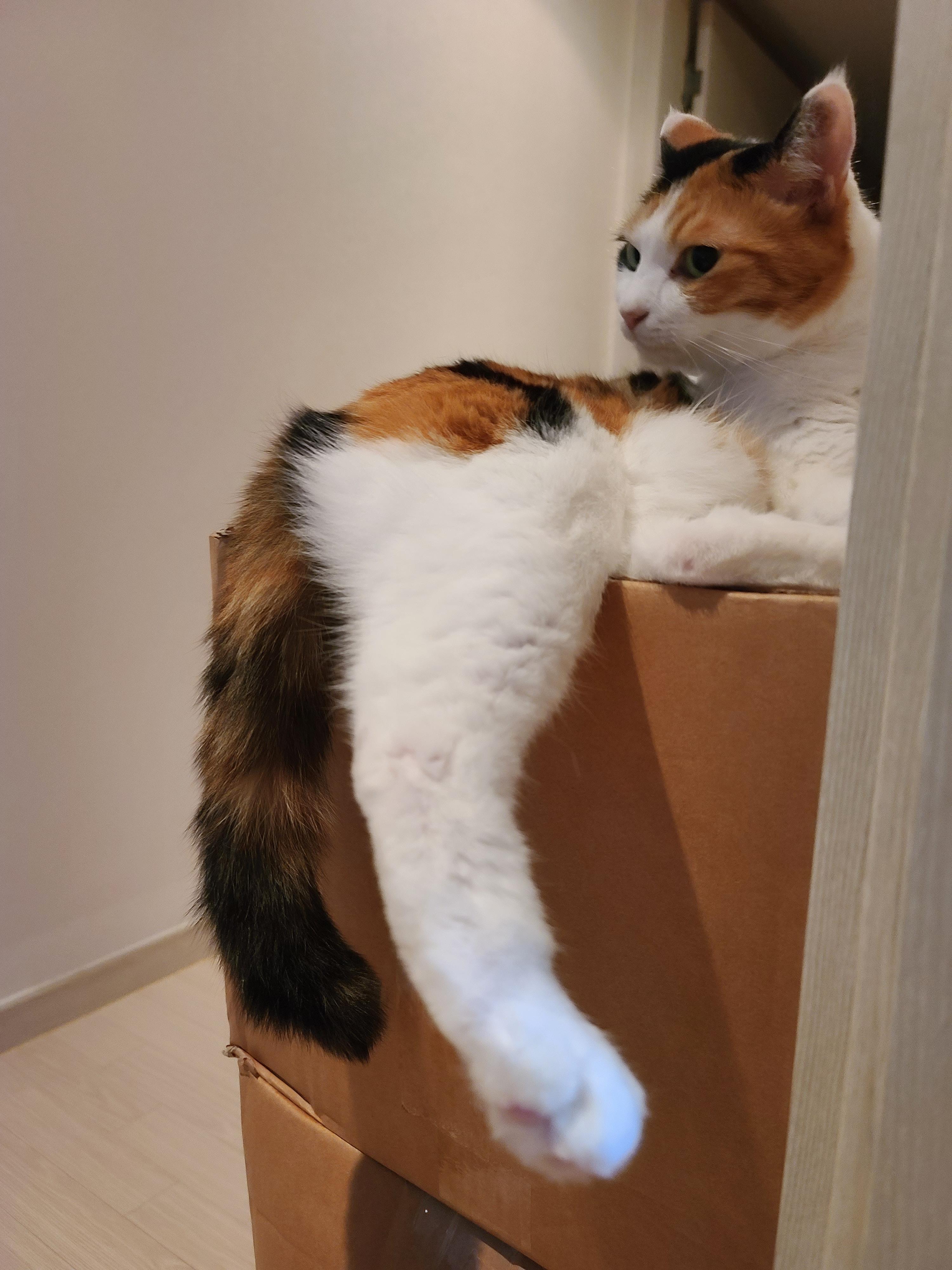 꼬리로 대답하는 고양이 요미.(feat.고양이 꼬리언어 몇가지)