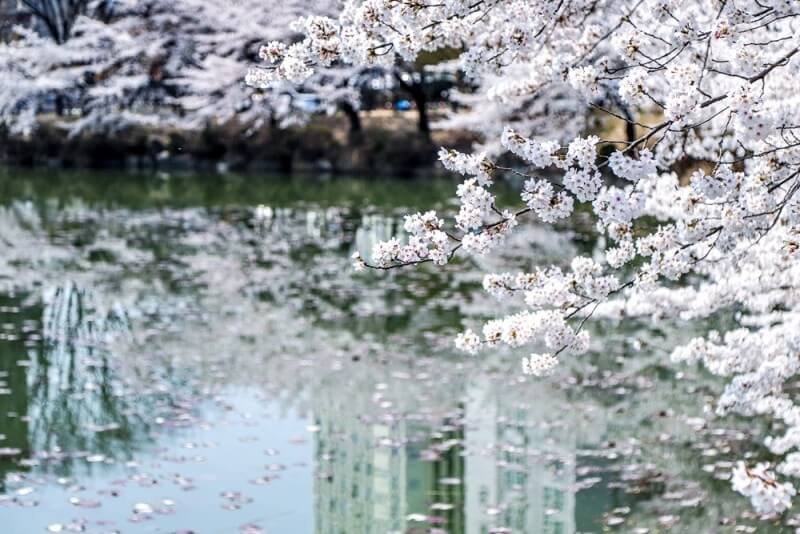 2024 숨은 벚꽃명소 / 수도권 벗꽃명소 벚꽃여행