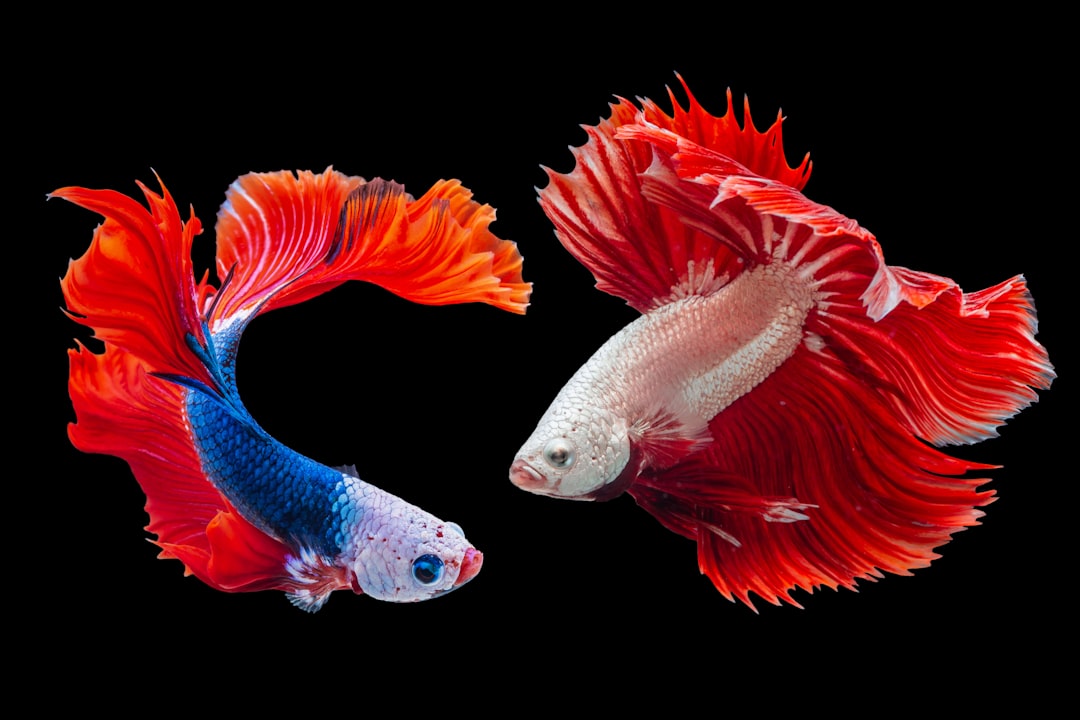 Bong-eo (a type of fish associated with the festival)