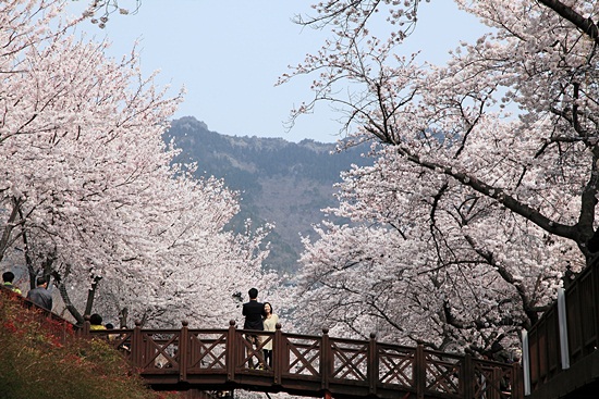 진해 군항제 사진 명소 추천 5곳