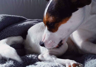 뒷다리를 핥고있는 강아지