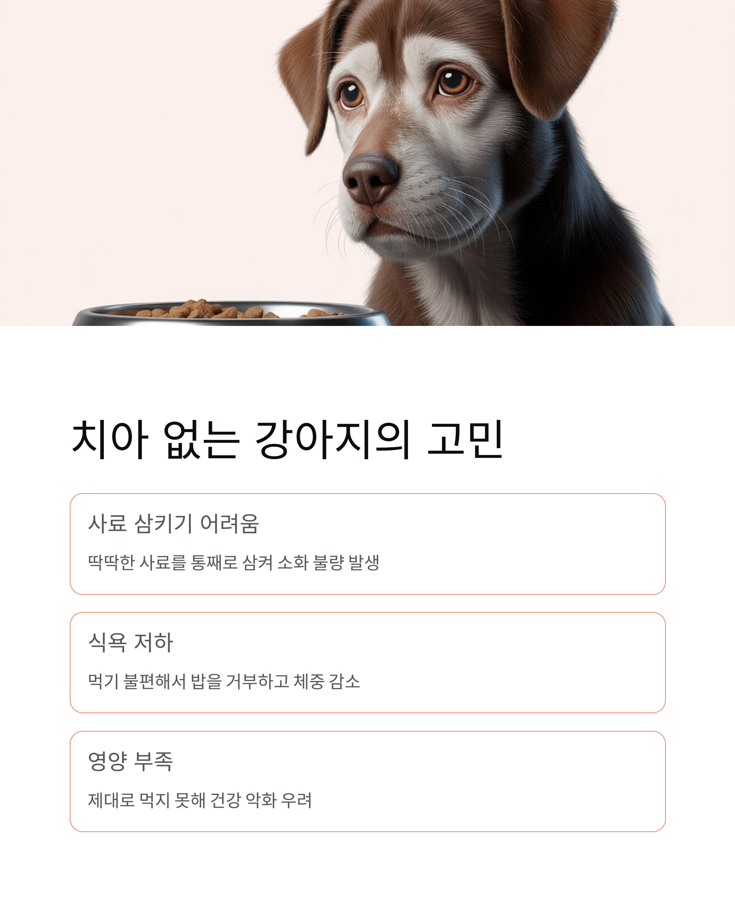 이빨없는 강아지 밥먹이기 - 노견 사료와 유동식 완벽 가이드! 🐶