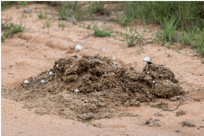 똥(대변)이 계속 나오는 꿈해몽 상징 이미지