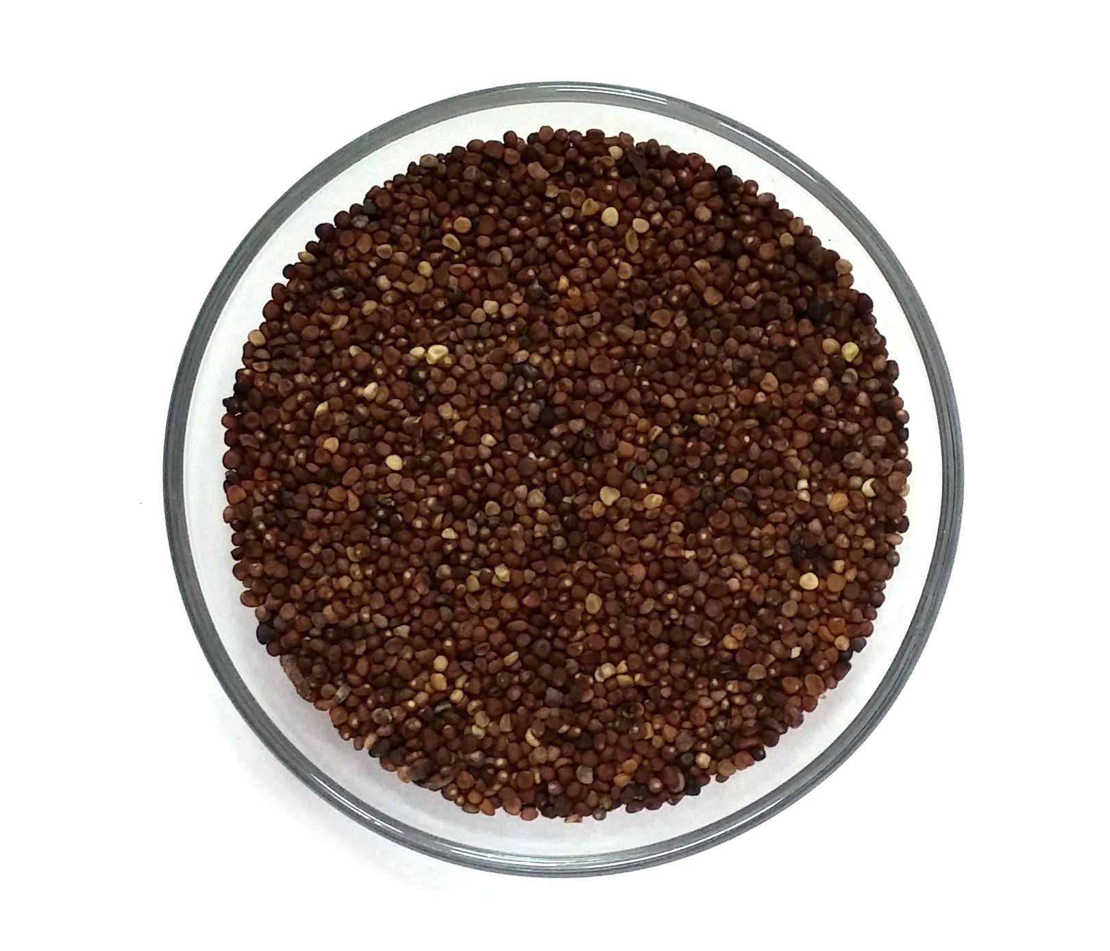 야생에서 채취를 한 토사자 넝쿨의 씨앗을 따로 모아서 깨끗하게 세척을 한 후에 동그란 그릇에 가득 담아서 하얀 바닥 위에 놓고 위에서 확대를 하여 찍은 사진