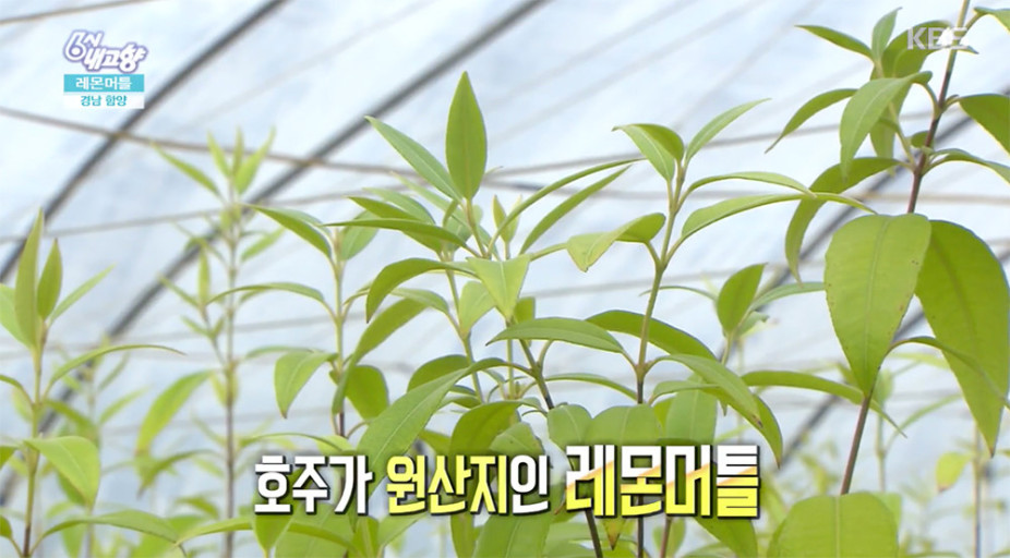 6시내고향 경남 밀양 레몬머틀 파는 곳 전국 택배 온라인 전화 주문 추천