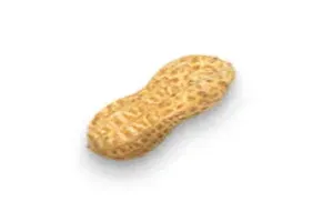 땅콩