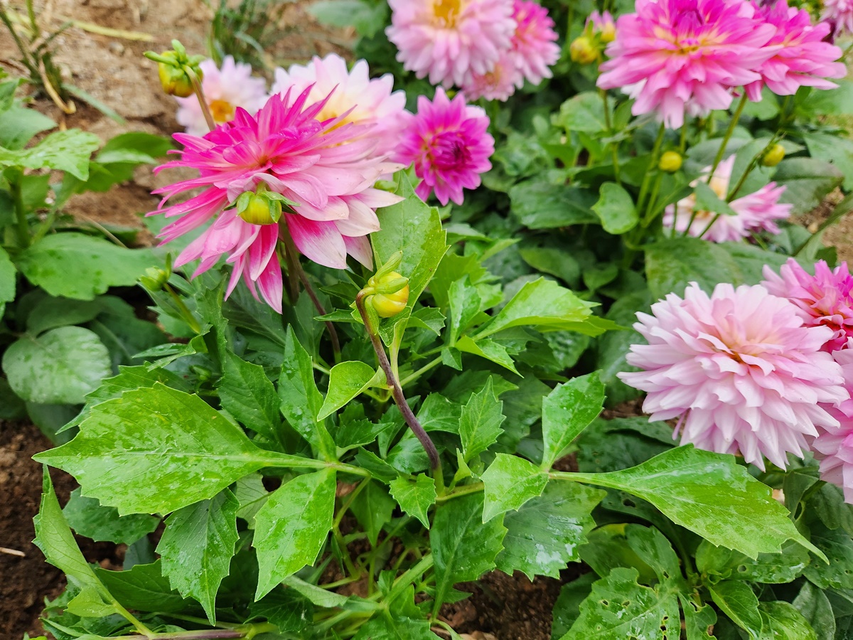다알리아 Dahlia