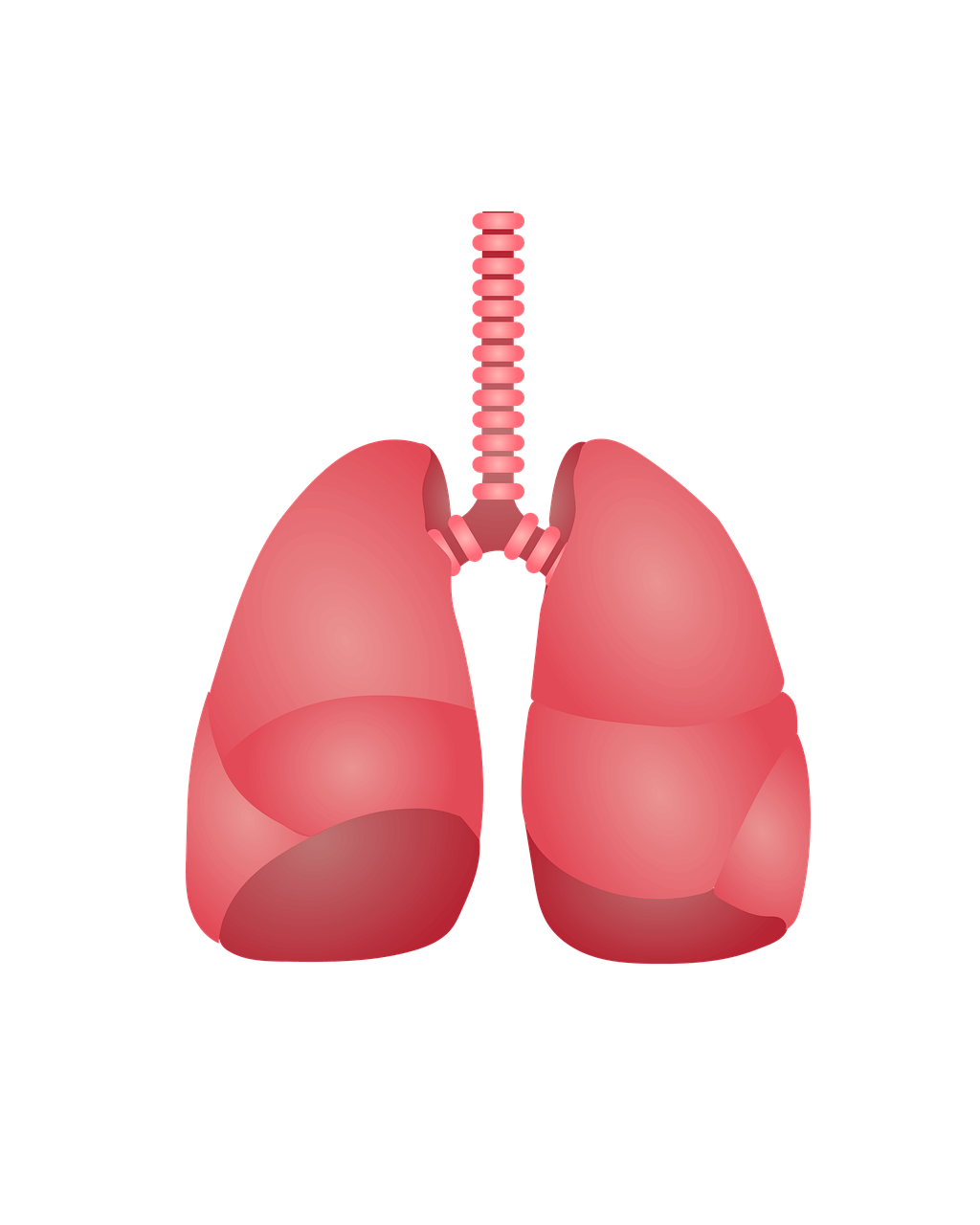 폐에 좋은 영양제