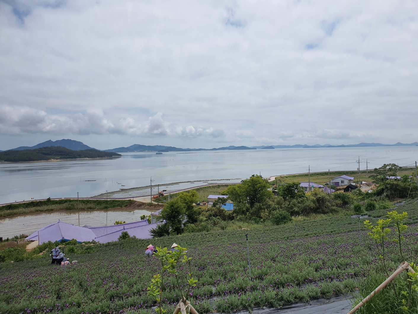 퍼플섬 반월도 박지도 여행