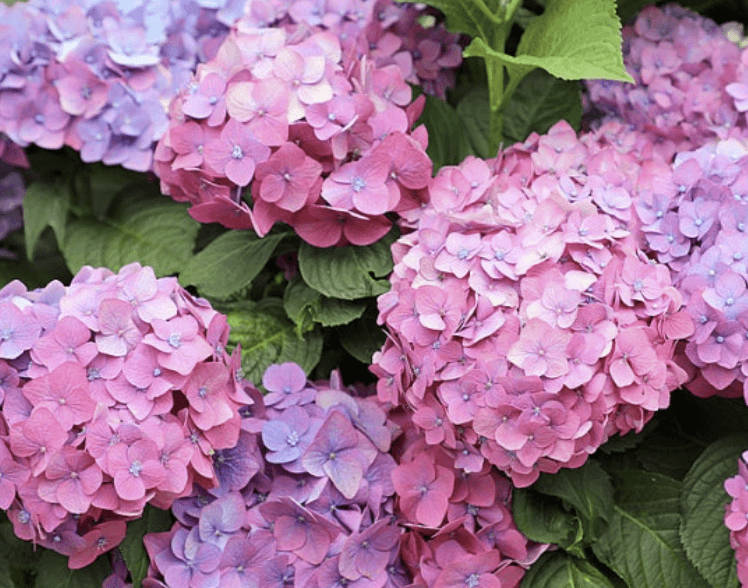 진주 월아산 수국축제