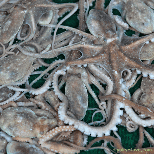 타우린 성분이 풍부한 세발낙지