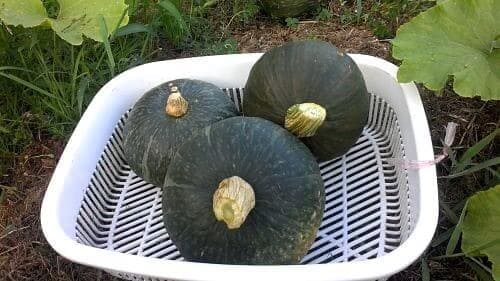 단호박-재배-수확시기-수확적기-판단방법-제철