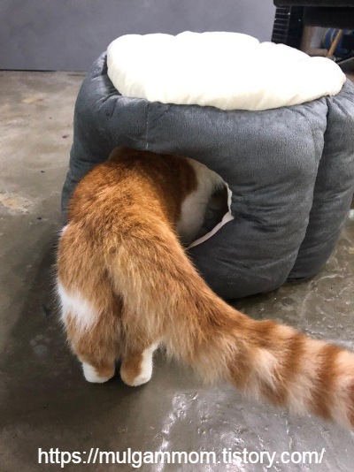 고양이숨숨집추천